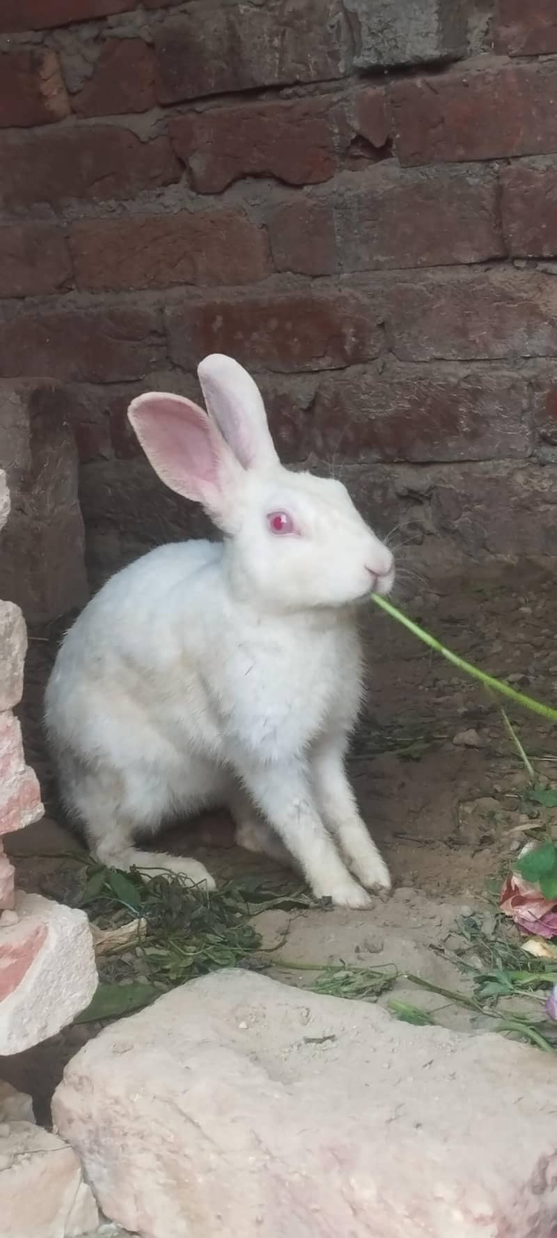 red eye rabbit 2