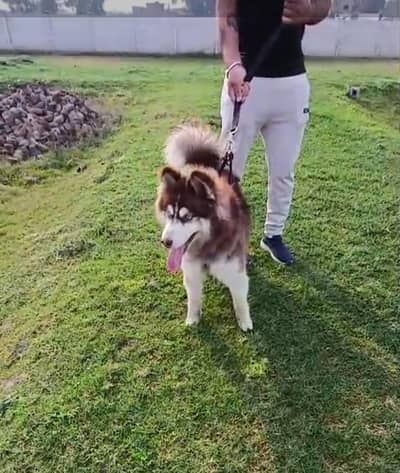 Siberian husky male wolly coat