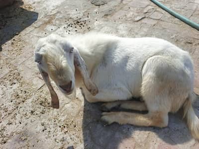 urgent sale krna hai omer as ki 11 month hai