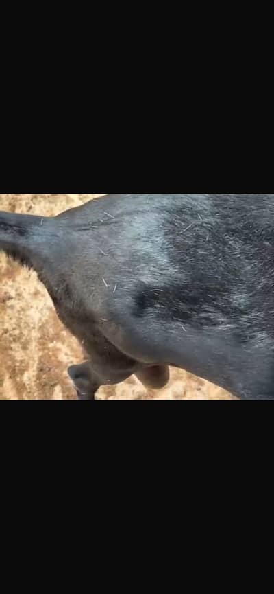 Tapri bakri 6 daant, dooth wali