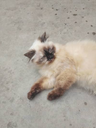 Himalayan cat