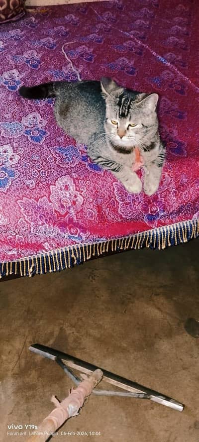 Persian cat urgent sale