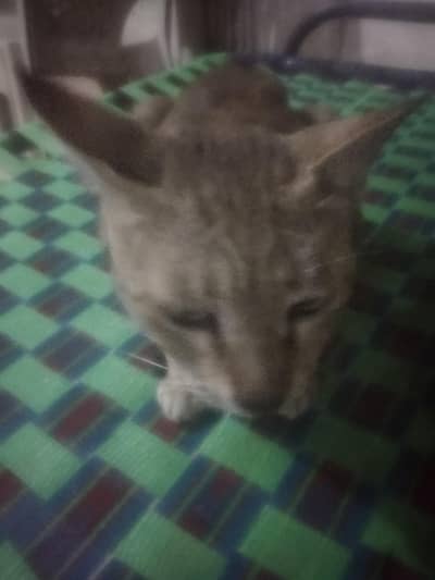 streets cats bulk stock 03413314460