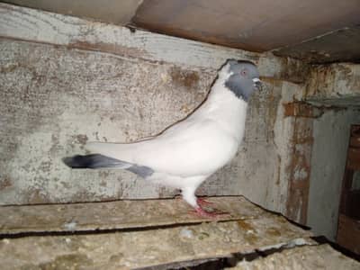 Blue Helmet breder maile far saile