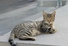 streets cats bulk stock 03153527084 — photo 2