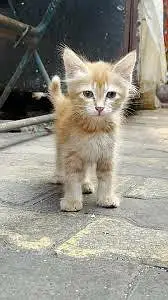 streets cats bulk stock 03153527084 — photo 3