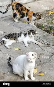 streets cats bulk stock 03153527084 — photo 4