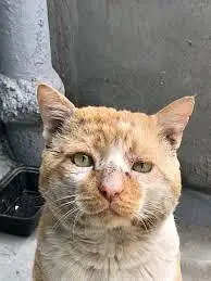 streets cats bulk stock 03153527084 — photo 5