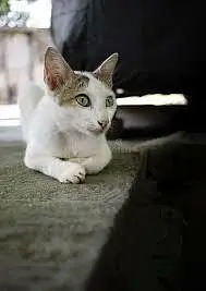 streets cats bulk stock 03153527084 — photo 6
