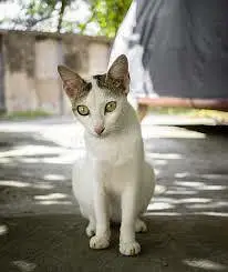streets cats bulk stock 03153527084 — photo 7