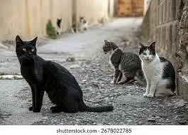 streets cats bulk stock 03153527084 — photo 8