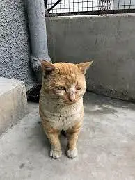 streets cats bulk stock 03153527084 — photo 9