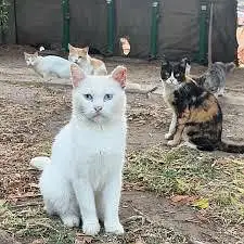 streets cats bulk stock 03153527084 — photo 10