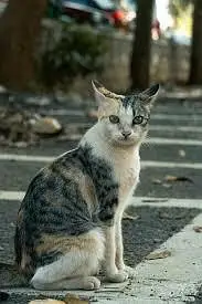streets cats bulk stock 03153527084 — photo 11