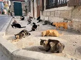 streets cats bulk stock 03153527084 — photo 12