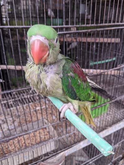 Tamed Pahari 2.5 Months Old Hand Feed Raised Free Home Delivery