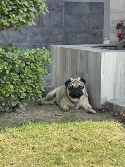 PUG MALE PEDIGREE