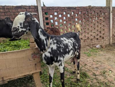Bakri  for sale Sht  2 Dono he Female hn  baby Urgent sale cheap price
