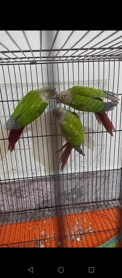 Pineapple conure chicks 04 month age