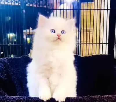 Persian cat 2 month age vaccine clear only WhatsApp number 03468556940