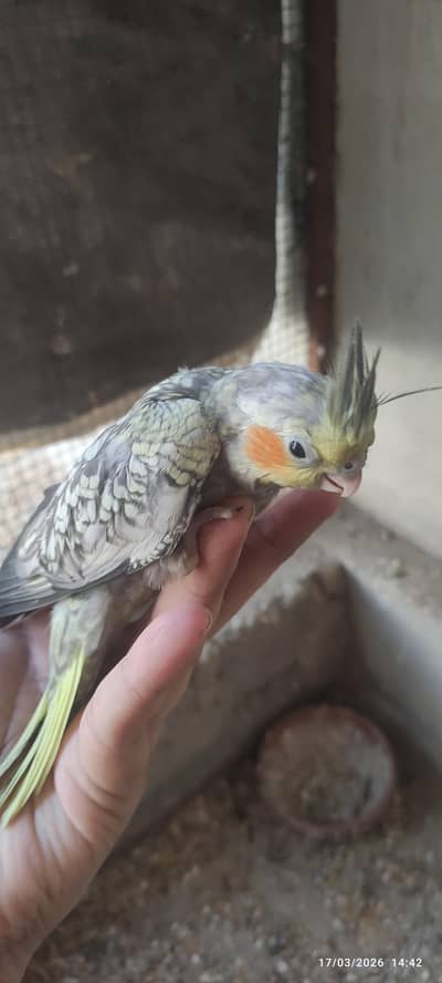 baby cockatiel cocktail