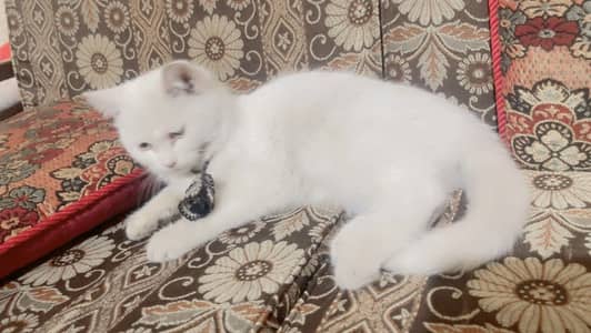 Beautiful persian female kitten triple