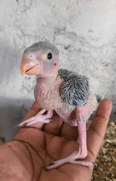 Green Parrot Baby   Ringneck