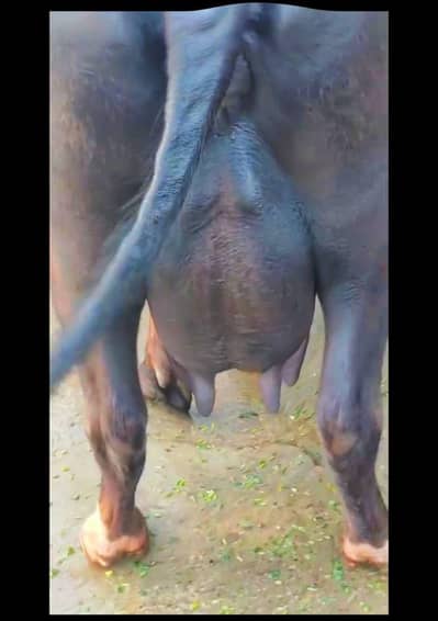 Buffalo my nbr 03006195802