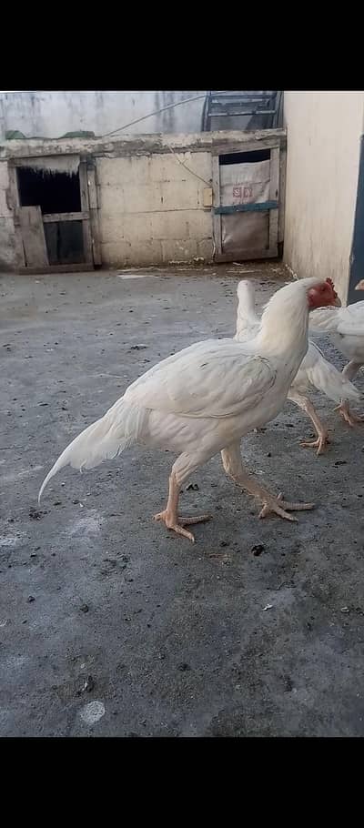 Heera aseel pathy pathiyan