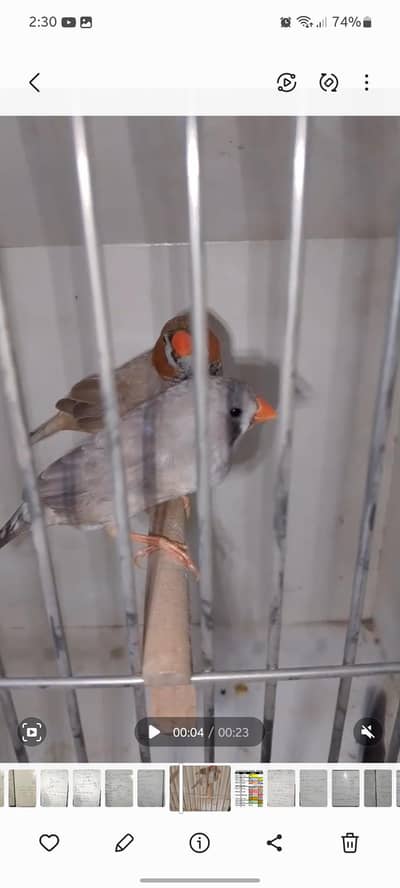 Orange head finch breader and strawberry finch breader male