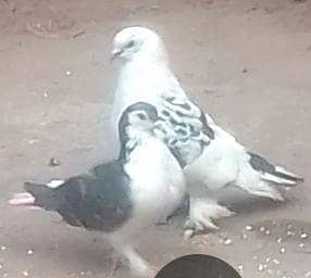 a fancy male and sherazi female