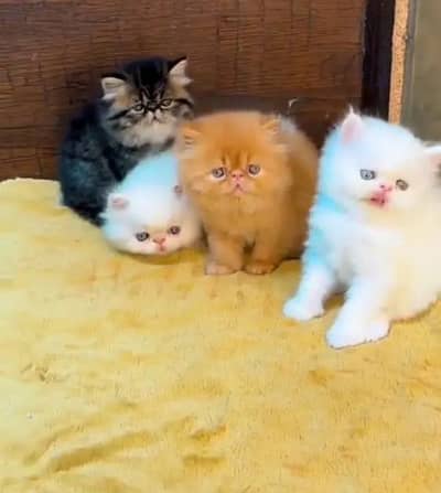 Persian cat 2 month age vaccine clear only WhatsApp number 03468556940