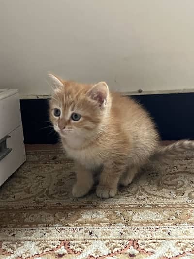 4 Persian Mix Kittens For Sale – Healthy & Adorable | Peshawar