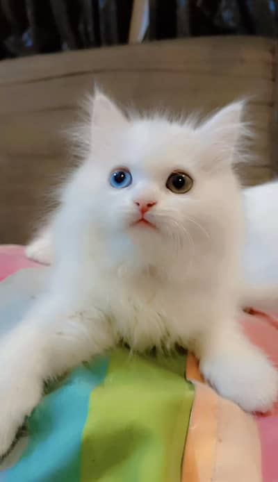 2 MONTH 15 DAYS ODD EYES MALE AND GREY EYES FEMALE KITTEN PERSIAN