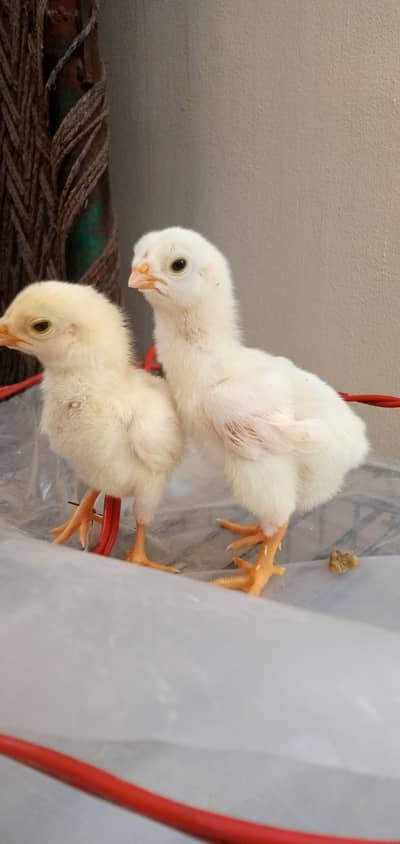 White King O Shamo  Chicks