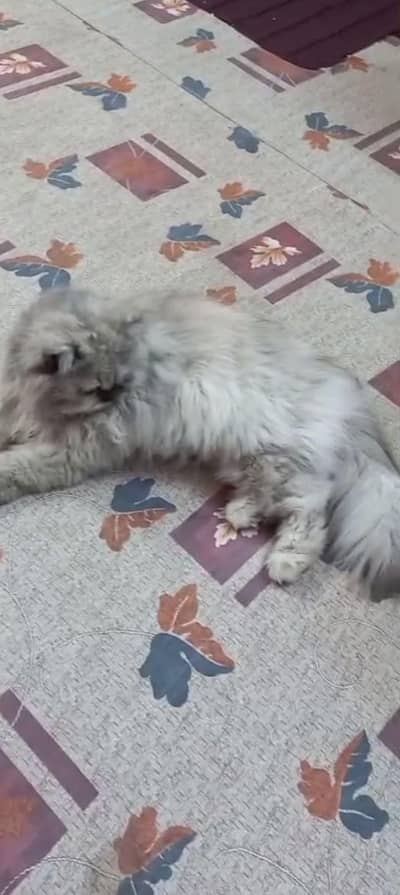 Persian punch face triple coated female for sale grey color