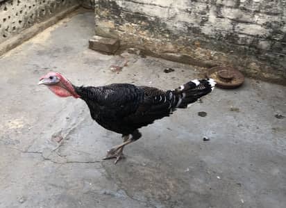 Turkey bird male