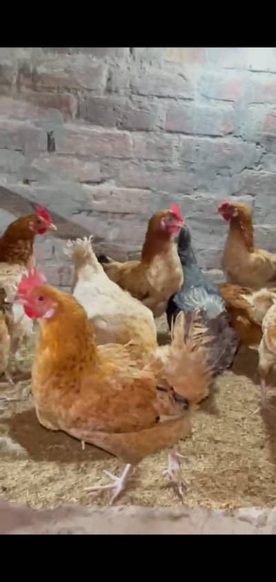 golden Misri Hen agg lying 0304 4813105