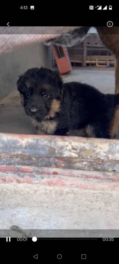 fimale puppy