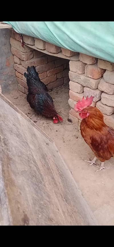 Ghar k tayaar Murgy age 8 mnth