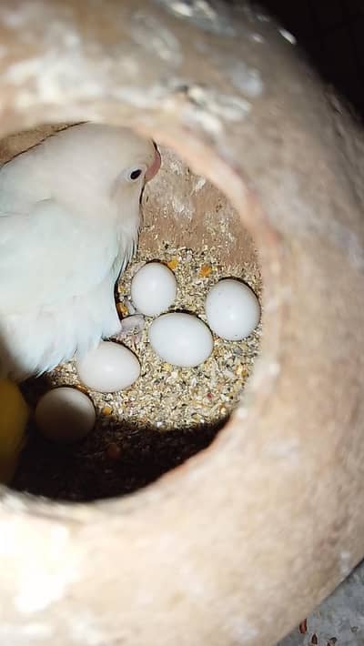 love birds setup for sale with cage