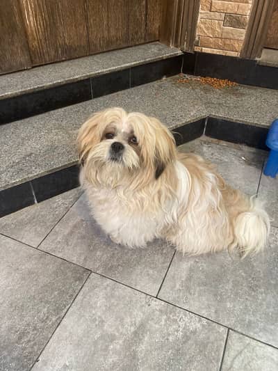 Shihtzu (shitzu) male
