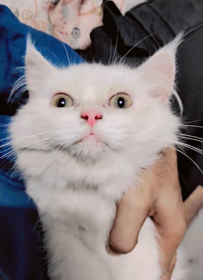 Pershiyan Cat full friendly female