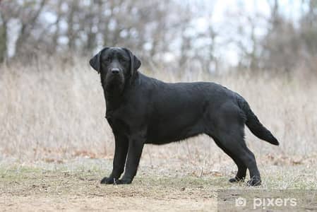 BLACK LABRADOR MALE
