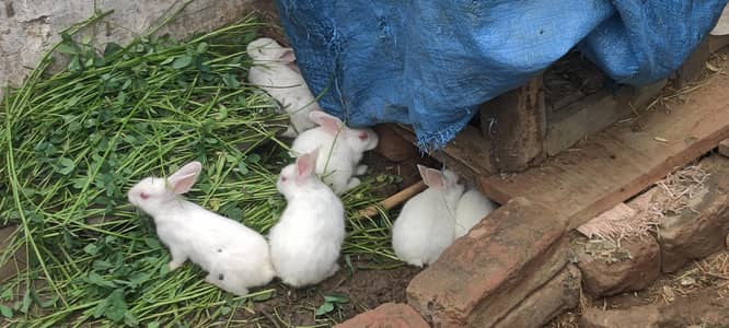 rabbit  for sell urgent