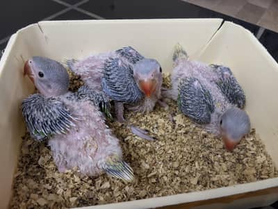 Pahari Chicks for Sale Age 1 month pin feather