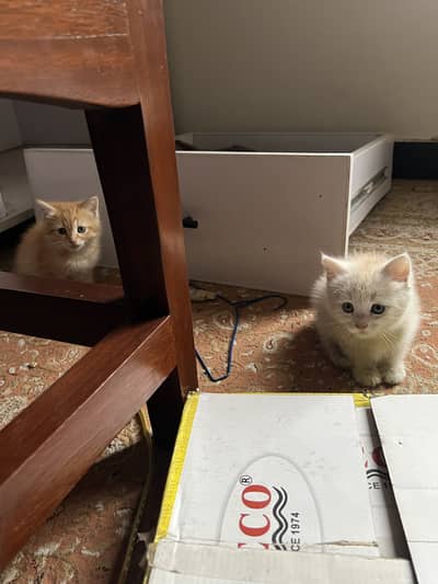 Persian Mix Kittens For Sale – Peshawar