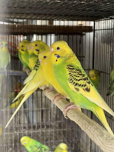 Australian Parrots Pairs Available (700 per Pair)