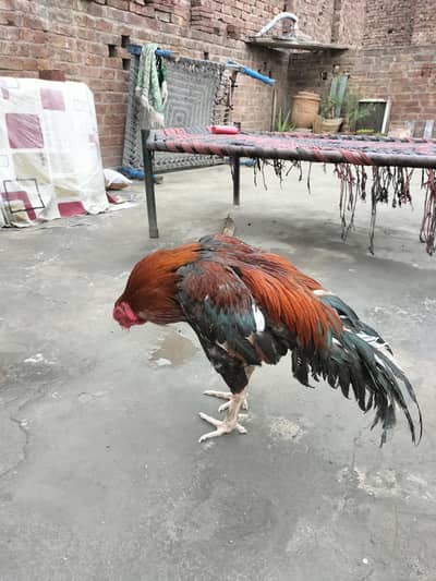 Aseel Amroha healthy murgha  good looking