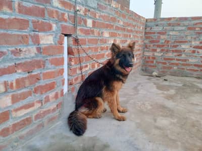 German Shepherd female GSD